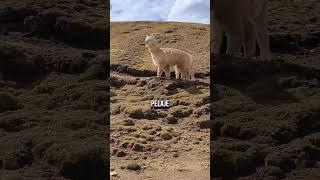 Desde las montañas del Perú, caminando entre llamas y alpacas, aprendí la diferencia entre ambas.