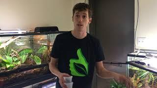 How to create a BioActive Crested Gecko Terrarium