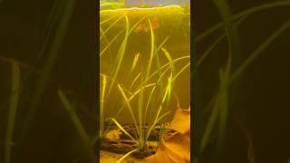 Amazing betta fish hatching from eggs. #bettafish #bettafishbreeding #bettafishusa #bettafishvideo