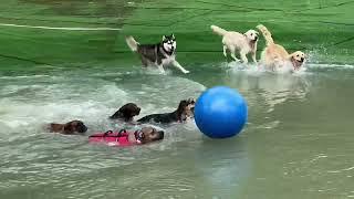 The energetic Swiss ball  antics have the dogs going absolutely wild!