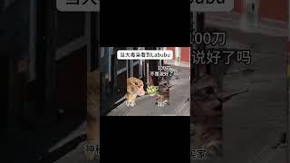 #貓meme小劇場 #貓meme #funny #搞笑  #小故事 #cat #cute #memes