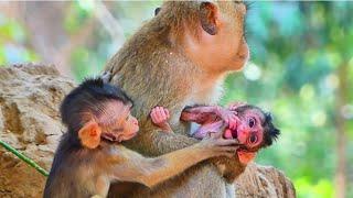 Amazing love! Small baby monkey love new born baby so much, She want to hug but young mom not allow