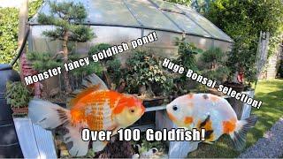 Huge fancy goldfish pond tour! MUST WATCH! TOP UK fancy goldfish keeper!