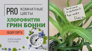 Хлорофитум Грин Бонни - кудрявый, зеленый, неприхотливый цветок.