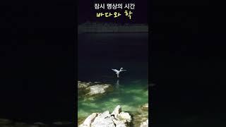[풍경] 바다와 학