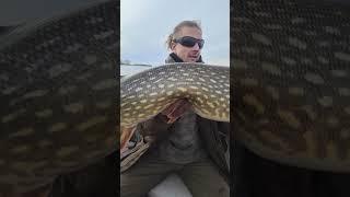 Duży szczupak na Hard Eel od @SavageGear 
