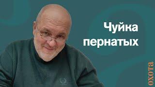 Чуйка у пернатых. Валерий Кузенков об обонянии пернатой дичи.