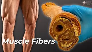 Slow Twitch vs. Fast Twitch: Why Muscle Fiber Types Matter