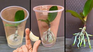 Only 1 clove! The orchid immediately took root and produced young leaves immediately