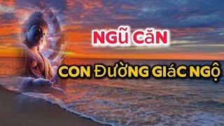 Ngũ Căn trong Phật Giáo: Cửa Ngõ Đến Giải Thoát #đạolýnhânsinh #loiphatday #phậtgiáo