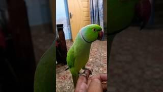 #funny #parrot #talkingparrot #comedy #greenparrot #alexandrine #talkingparot #petbird #birds
