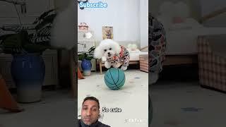 Dog  #dog #trending #viralvideo #shortvideo #tiktok #pomeranian #puppy