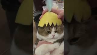 cute‖萌宠爆笑联盟集锦第十三弹