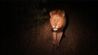 Red Road After his Fight with Rival Male Lions