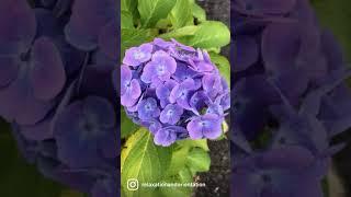 I hope This can give you a moment of calm and your day￼