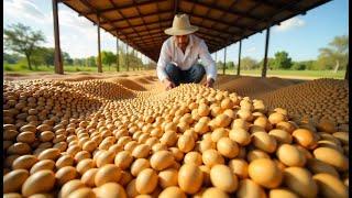 How Macadamia Nuts are made in factory: The Shocking Process!