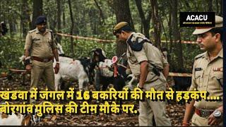 जंगल में 16 बकरियों की एक साथ मौत से मचा हड़कंप, बोरगांव चौकी की टीम मौके पर