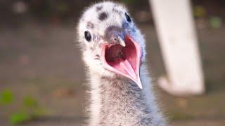 21 Days with a Baby Seagull (Mew Gull) - short documentary of a seagull from nestling to fledgling