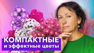 ШИКАРНЫЕ НИЗКОРОСЛЫЕ МНОГОЛЕТНИЕ ЦВЕТЫ, которые стоит посадить в 2024 году!