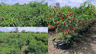 Using 90000 Plastic Pots For Growing Chili Peppers On No Fertile And Waterlogged Soil