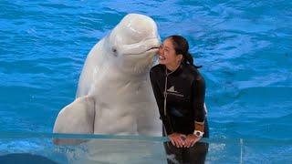 Beluga Whale Show At Yokohama Hakkeijima Sea Paradise 【4K】