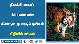 நீலகிரி மாவட்ட கிராமங்களில் மீண்டும் நடமாடும் புலிகள் பீதியில் மக்கள் |ReflectNews Tamil|Tamil News