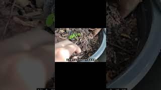 天然環保的殺蟲劑，不喜歡農藥的家庭園藝必備佳品。