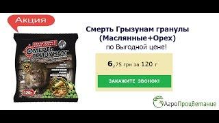Узнайте как Эффективно Уничтожить Крыс! Проверено!