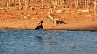 Bocian czarny w Afryce - Namibia -  19 09 2024