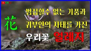 범접할수 없는 귀부인의 품위를 감춘듯한 우리꽃 얼레지.