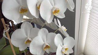 Orchids with uncle Jim .‍️￼