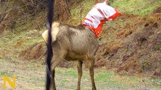 Old couple saves Elk with head stuck in bag!