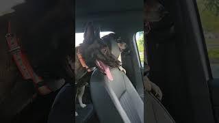 more alert than the secret service #petsfunnyvideo #belgianmalinois #k9 #beagle #dog