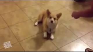 Corgis are the best dogs in the world