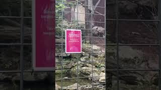 Zoo Fail