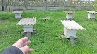 Можно ли самому обслуживать 100 северо-крымских ульев?Много ли сил и времени на это необходимо?