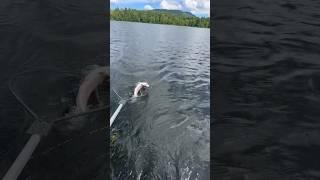 At 1000 subs we are going to show you all our RAINBOW TROUT  secret weapon #maine #fishing  #fyp