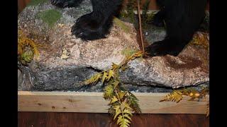 Making Of A Rock Base For Taxidermy Bear