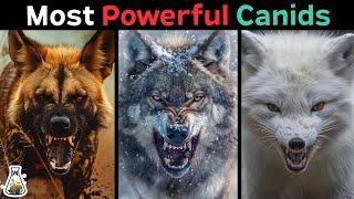 10 Most Powerful Canids on Earth