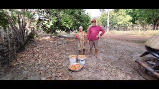 VÓ DELOUSA E GALDINO TIRANDO CAJU