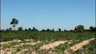 Angkor Thom　Farm