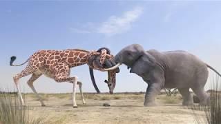 Elephant vs Giraffe Water Fight