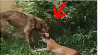 Lone wolf attacks a dog!!!