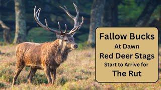 Fallow Deer and Red Deer Stag - The Rut is Fast Approaching!