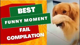 Furry Follies: A Compilation of Hilarious Cat and Dog Antics