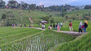 DULU SEPI SEKARANG VIRAL, SPOT PESAWAHAN CISEMA DESTINASI TERBARU YANG BIKIN HEBOH BANDUNG