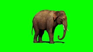 Elephant green screen