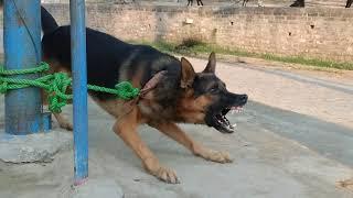 World's biggest gsd/aggressive german shepherd barking #rahulmalihabadientertainment