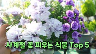 사계절내내  꽃이 피는 꽃 식물 추천! 거기에 삽목도 쉬워 초보도 오래 키울 수 있어요!