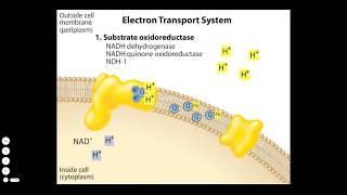 Bacterial Electron Transport Chain